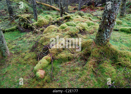 Coed Llyn y Garnedd, una miscela di secolo la foresta e la antica semi-bosco naturale in Gwynedd, il Galles del Nord. Foto Stock