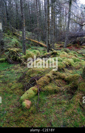 Coed Llyn y Garnedd, una miscela di secolo la foresta e la antica semi-bosco naturale in Gwynedd, il Galles del Nord. Foto Stock