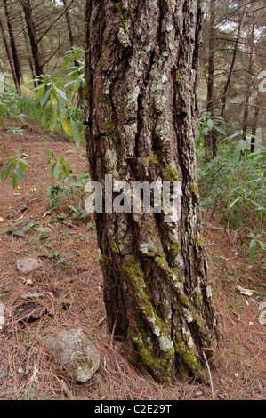 Ocote tree (Pinus montezumae) trunk in San Cristobal de las Casas, Chiapas Foto Stock