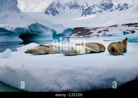 Le guarnizioni Crabeater ( lobodon carcinophagus) su un iceberg, Lemaire Channel, Penisola Antartica Foto Stock