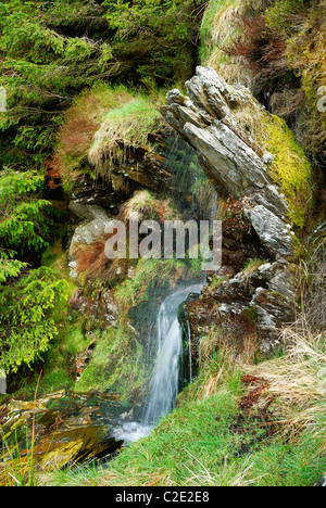 Una piccola cascata in Coed Llyn y Garnedd, una miscela di secolo la foresta e la antica semi-bosco naturale. Foto Stock