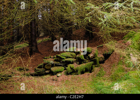 Coed Llyn y Garnedd, una miscela di secolo la foresta e la antica semi-bosco naturale in Gwynedd, il Galles del Nord. Foto Stock