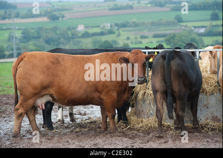 Vacche alimentando in un campo fangoso in una fattoria in Inghilterra. Foto Stock