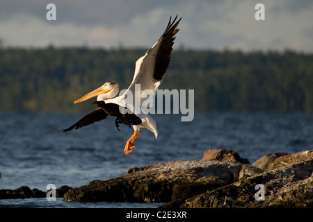 Il lago dei boschi, Ontario, Canada; gli uccelli in fase di decollo e atterraggio Foto Stock