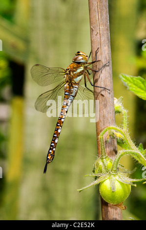Donna migrante Hawker Dragonfly, Aeshna mixta su una canna da giardino Foto Stock