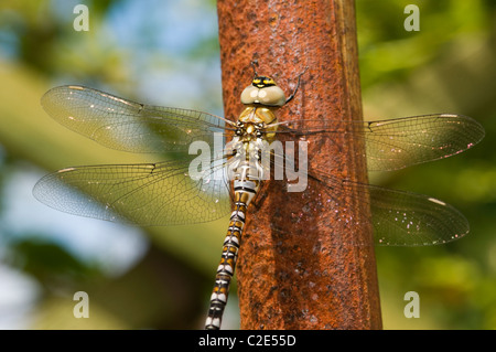 Donna migrante Hawker Dragonfly, Aeshna mixta Foto Stock