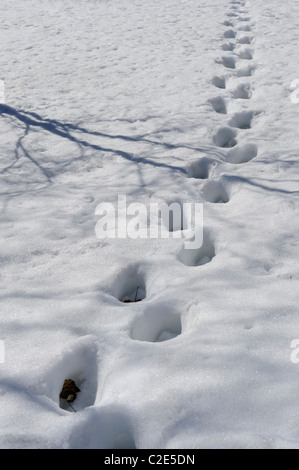 Human Orme nella neve profonda. In primavera il caldo sole ha avuto un impatto sulla forma delle tracce, Viikki Riserva Naturale, ... Foto Stock