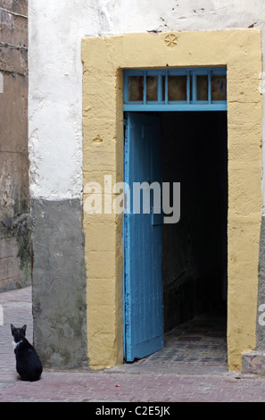 Un gatto nella Medina di Essaouira, Marocco, Africa del Nord. Foto Stock