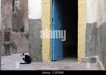 Un gatto nella Medina di Essaouira, Marocco, Africa del Nord. Foto Stock