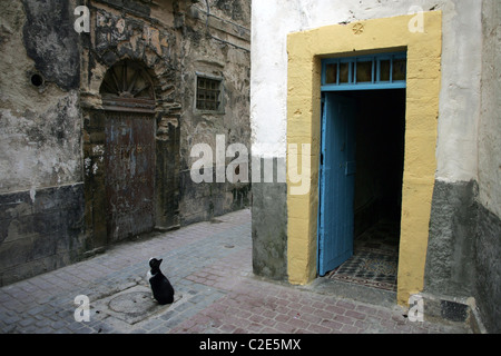 Un gatto nella Medina di Essaouira, Marocco, Africa del Nord. Foto Stock