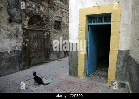 Un gatto nella Medina di Essaouira, Marocco, Africa del Nord. Foto Stock