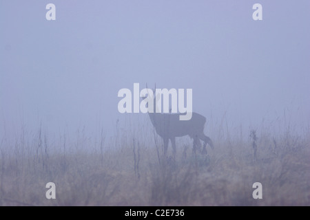 Il capriolo (Capreolus capreolus) nella nebbia, molla, Yorkshire, Regno Unito Foto Stock