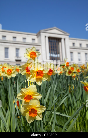 Giunchiglie davanti a Nottingham Trent University, Inghilterra, Regno Unito Foto Stock