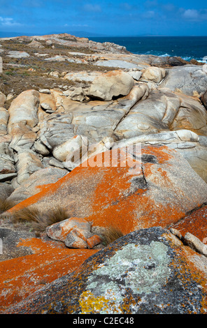 Coste rocciose a pantaloni punto su Flinders Island Foto Stock