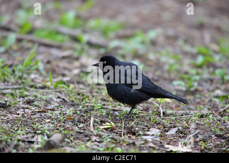 Rusty Blackbird (Euphagus carolinus nigrans), maschio in allevamento piumaggio, una molla migrante a New York City Central Park. Foto Stock