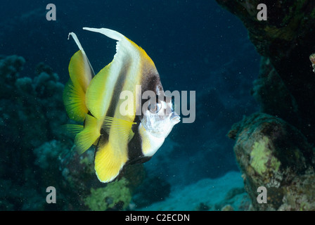 Mar Rosso bannerfish, pesce, Saint John Reef, Mar Rosso, Egitto Foto Stock