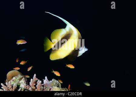 Mar Rosso bannerfish, pesce, Saint John Reef, Mar Rosso, Egitto Foto Stock