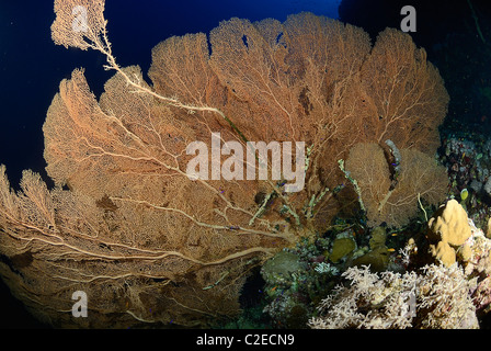 Ventola gorgonia, Saint John Reef, Mar Rosso, Egitto Foto Stock