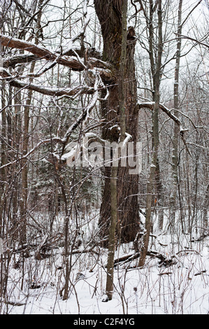 Un vecchio albero di quercia, spolverate con una polverizzazione di neve, si erge tra alberelli nel bosco in inverno, Ontario, Canada Foto Stock