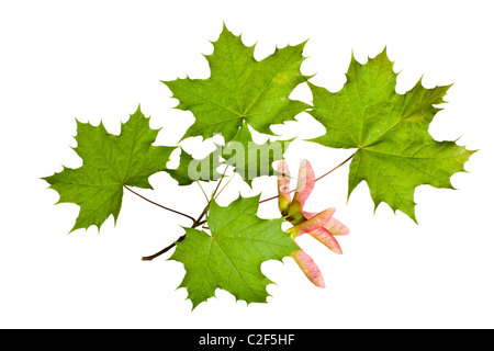 Ramo di acero con foglie e baccelli di semi Foto Stock