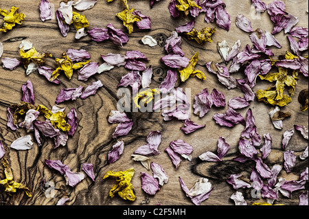 Dead daffodil petali di fiore e fiore su un olive wood board. Potenziato con un bianco e nero il filtro Foto Stock