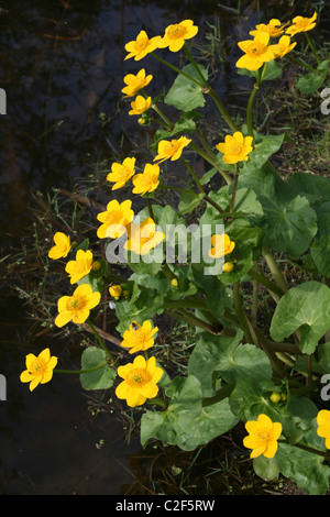 Marsh Marigold Caltha palustris crescente accanto ad un laghetto a Conwy RSPB Riserva Naturale, Galles Foto Stock