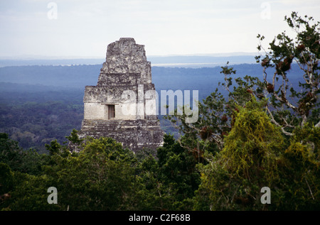 Tikal Regione Peten Guatemala Foto Stock