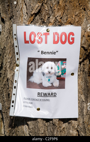 Poster per un lost dog / pet che offre una ricompensa finanziaria / denaro. Foto Stock