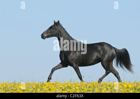 Paso Fino al trotto di cavalli in un prato di fiori Foto Stock