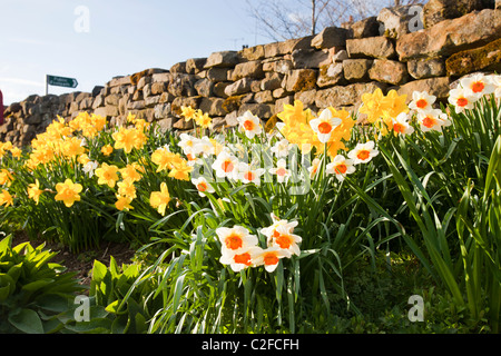 Giunchiglie fioritura in Rosedale nel North York Moors, nello Yorkshire, Regno Unito. Foto Stock