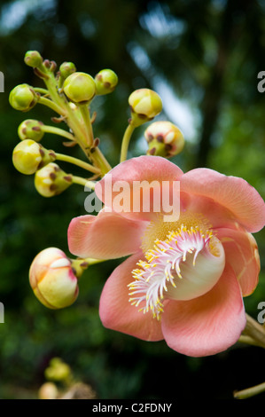 Cannonball Tree Flower (Couroupita guianensis) Sri Lanka Foto Stock