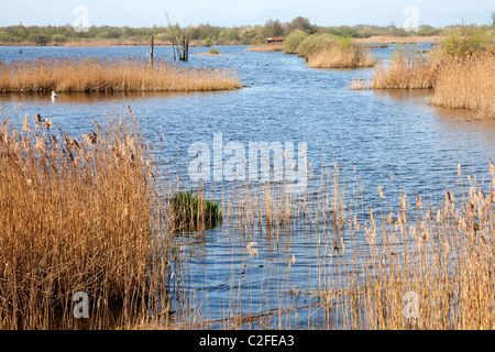 Canneti su shapwick heath livelli SOMERSET REGNO UNITO Foto Stock