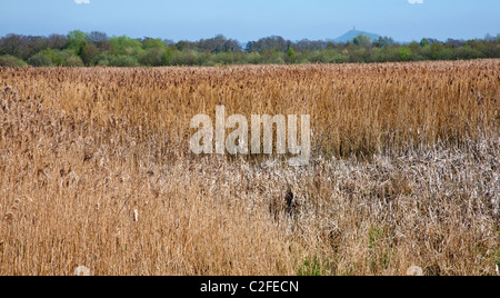 Canneti su shapwick heath somerset livelli con Glastonbury Tor in background regno unito Foto Stock