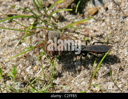 Black Spider nastrati Wasp, Anoplius viaticus, Pompilidae, Hymenoptera. Attaccare e paralizzando un piccolo Wolf Spider. Foto Stock