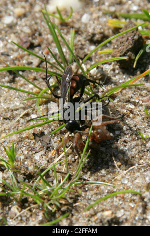 Black Spider nastrati Wasp, Anoplius viaticus, Pompilidae, Hymenoptera. Attaccare e paralizzando un piccolo Wolf Spider. Foto Stock