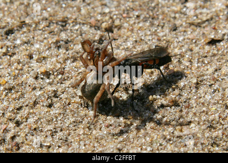 Black Spider nastrati Wasp, Anoplius viaticus, Pompilidae, Hymenoptera. Attaccare e paralizzando un piccolo Wolf Spider. Foto Stock