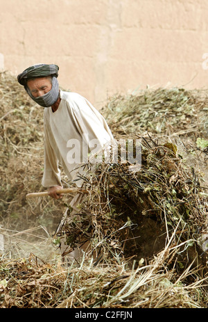 Un agricoltore nel lanciare la sua messe ad asciugare, Kunduz, Afghanistan Foto Stock