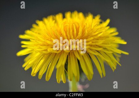 Un close-up di un giallo brillante tarassaco (Taraxacum officinale) fiore nella primavera del Regno Unito Foto Stock