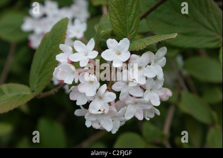 Viburnum x juddii Foto Stock