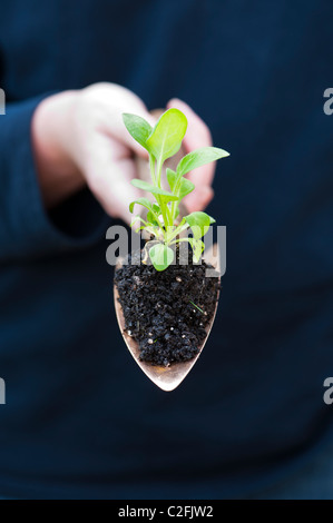 I giardinieri di mano che tiene un fiore la semina in terreno su una mano di rame cazzuola Foto Stock