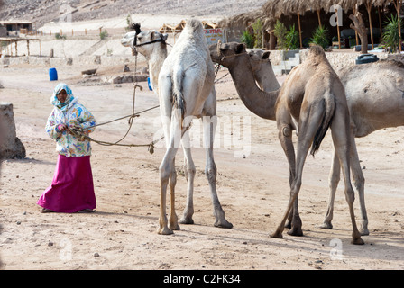 Ragazza beduina trascinando i cammelli - Penisola del Sinai, Egitto Foto Stock