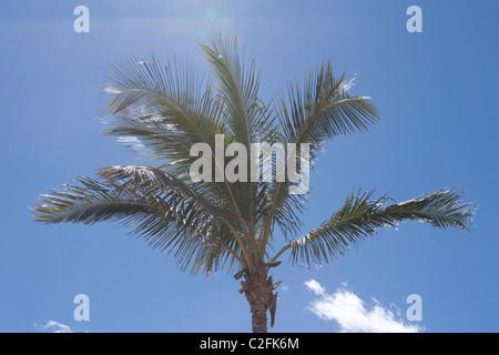 Palm tree insieme contro il cielo blu Foto Stock