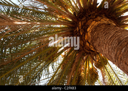 Palm Tree, in ombra dalla luce solare Foto Stock