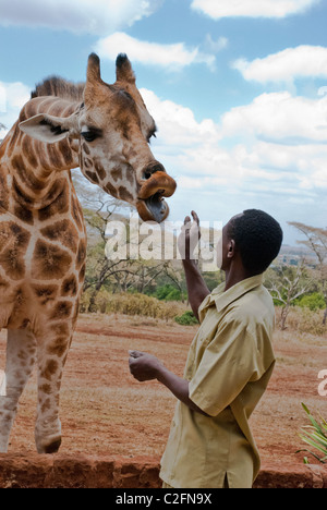 L'uomo africano alimentare Giraffa Rothschild, Giraffe Manor, Nairobi, Africa Foto Stock