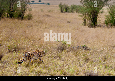 Cheetah, Acinonyx jubatus, Stalking preda, il Masai Mara riserva nazionale, Kenya, Africa Foto Stock