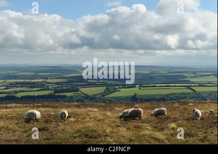 Un gregge di pecore al pascolo su Dunkery Beacon, Somerset Foto Stock