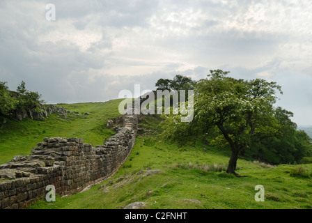 Un lone tree in fiore accanto a una sezione del Muro di Adriano a balze Walltown, Northumberland. Foto Stock