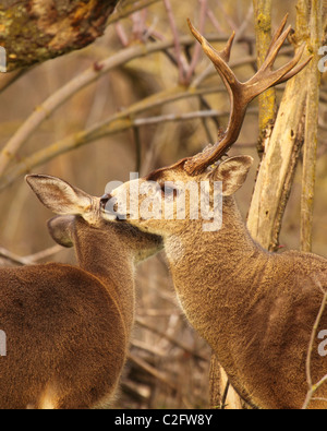 Un Black-Tailed Deer buck che mostra alcune affetto. Foto Stock