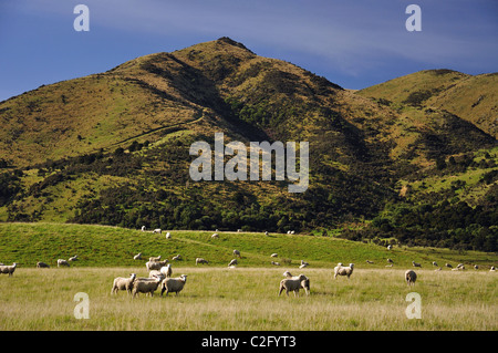 Pecore in campo, vicino Culverden, regione di Canterbury, Isola del Sud, Nuova Zelanda Foto Stock