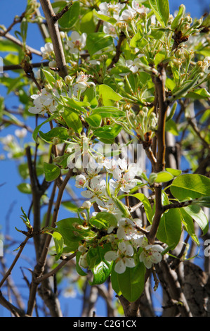 Conferenza pear tree in fiore, Calypso, Costa del Sol, provincia di Malaga, Andalusia, Spagna, Europa occidentale. Foto Stock